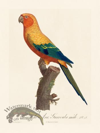 Barraband Parrot 018